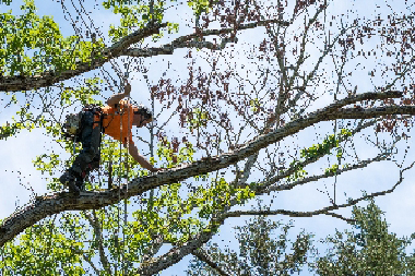 Professional Tacoma tree pruning in WA near 98444