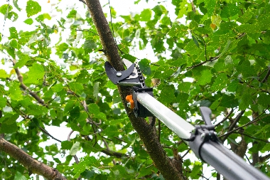 Reliable Tacoma tree trimming in WA near 98444