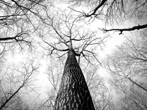 black-and-white-branches-tree-high