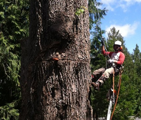 Free estimates from Tacoma arborists